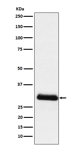 WB - ApoD Antibody AP92378